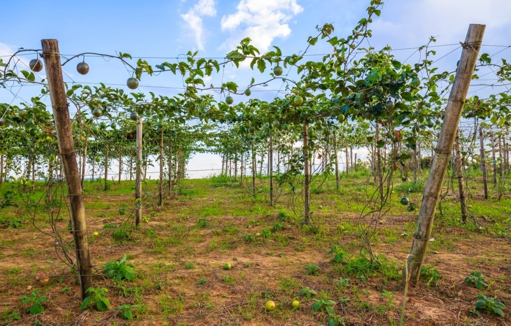 Como Plantar Maracuj Todas Etapas De Cultivo Mf Magazine