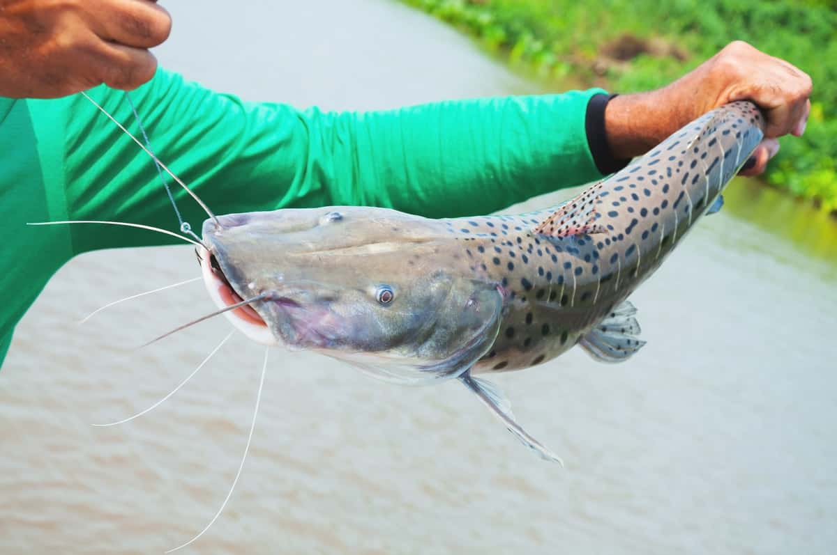 Como Criar Peixe Pintado Guia Passo A Passo Mf Magazine