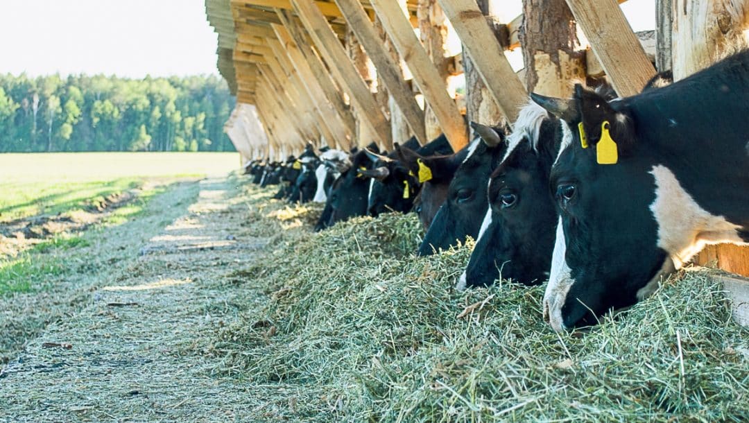 Vacas leiteiras são alimentadas com alfafa