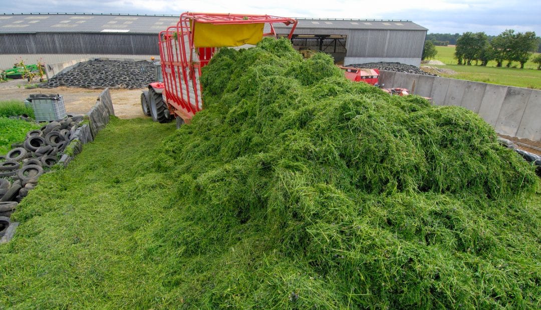 Máquina agrícola descarrega alfafa recém colhida