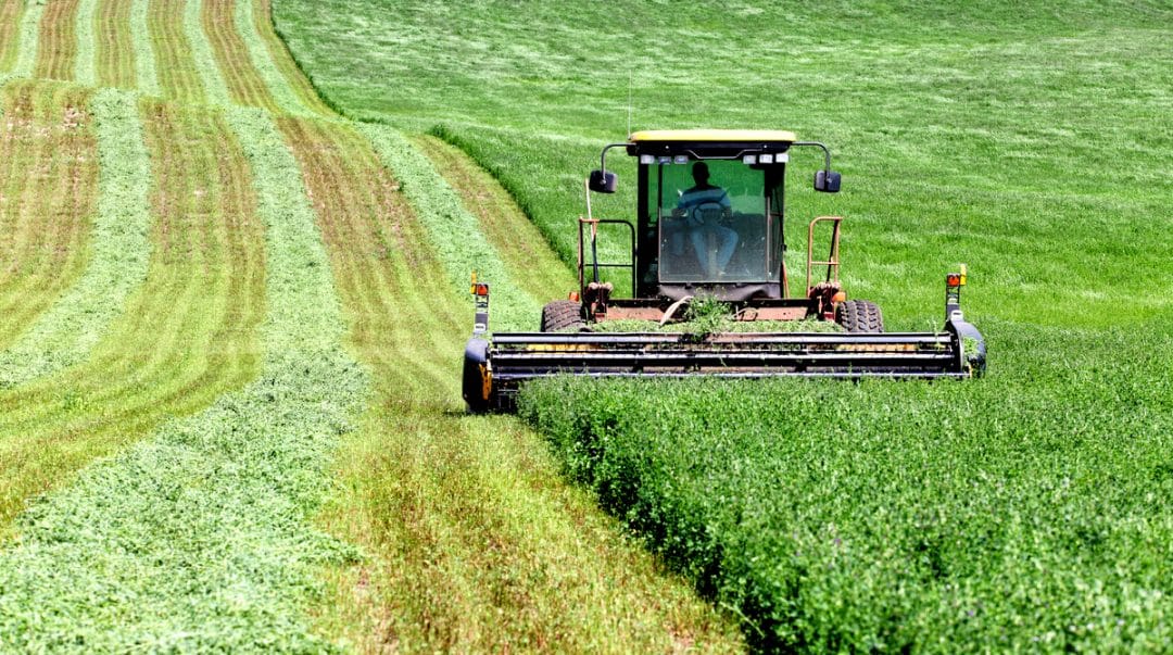 Máquina agrícola colhendo alfafa