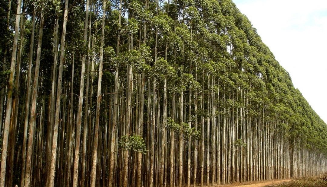 Cultivo de eucalipto: mercado em alta e produção brasileira
