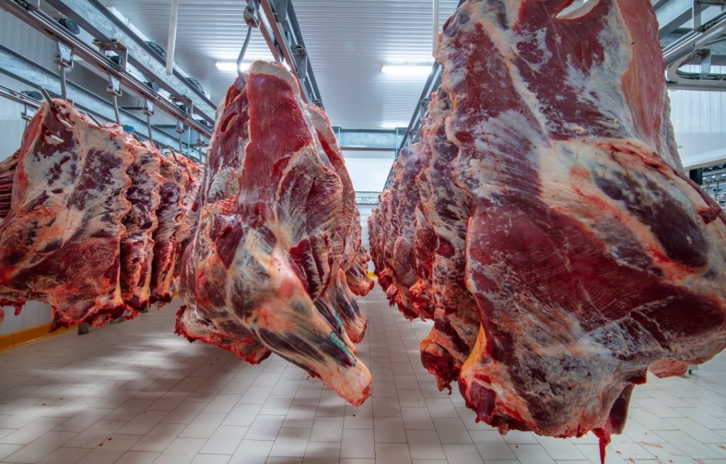 Carcaças de Nelore penduradas em frigorífico