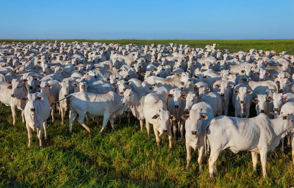 Várias cabeças de gado nelore no pasto