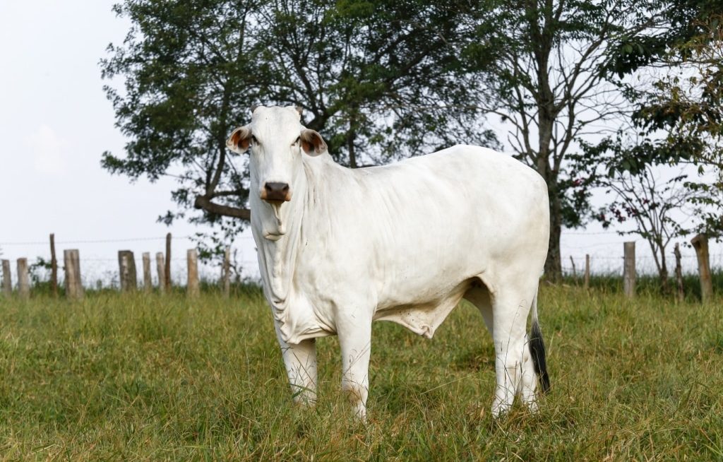 Nelore no pasto com cerca ao fundo