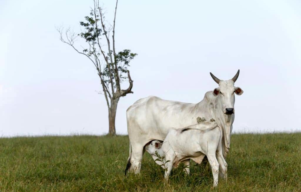 Vaca Nelore com bezerro mamando no pasto
