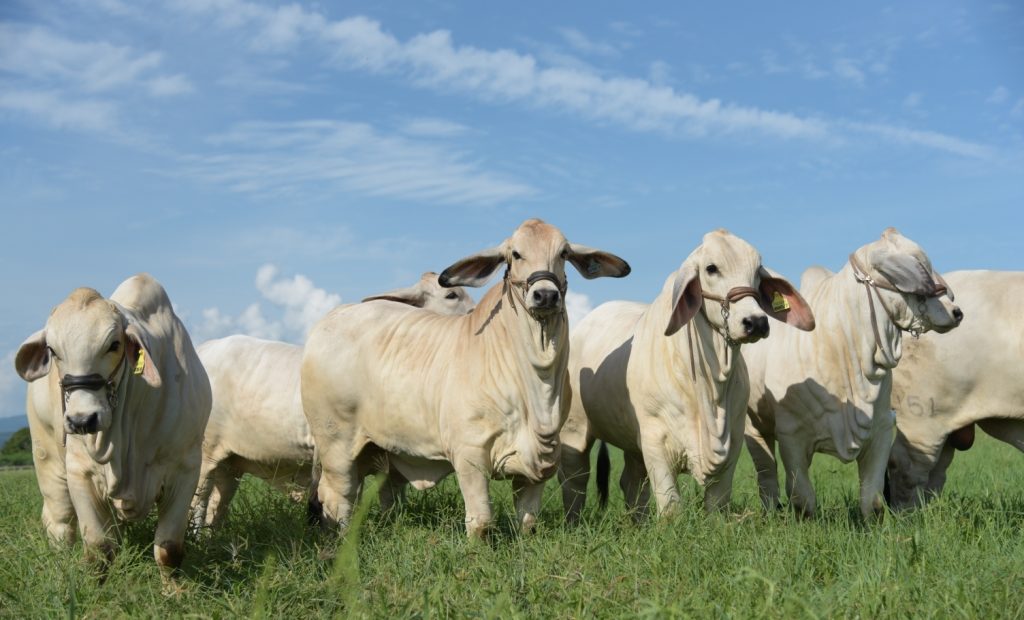 Gado Brahman no pasto