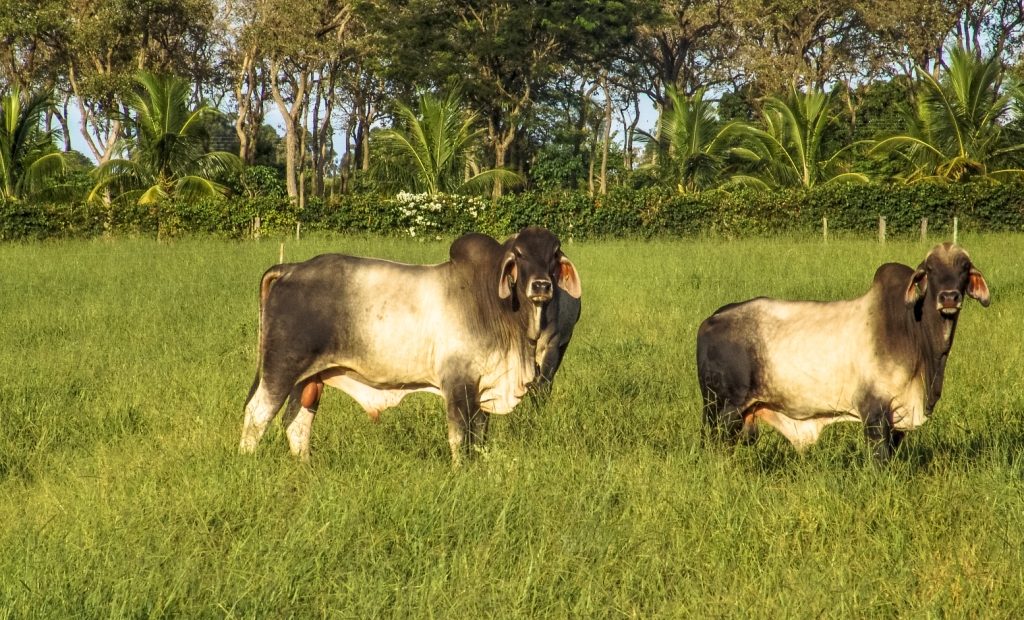 Touros Guzerá no pasto