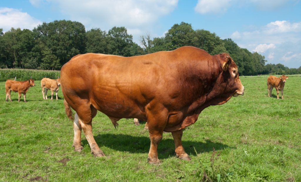 Touro Limousin no pasto