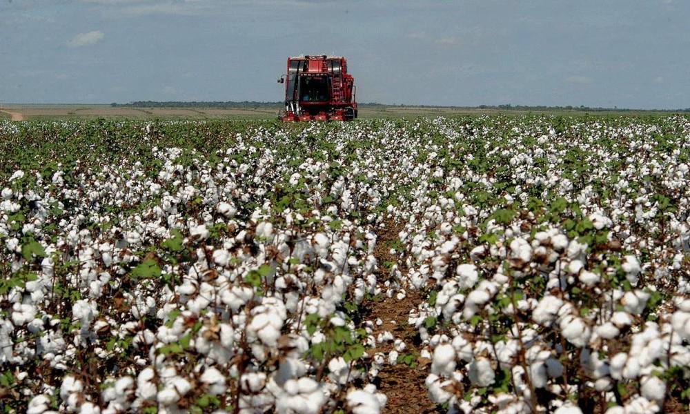 produçao de algodao no brasil