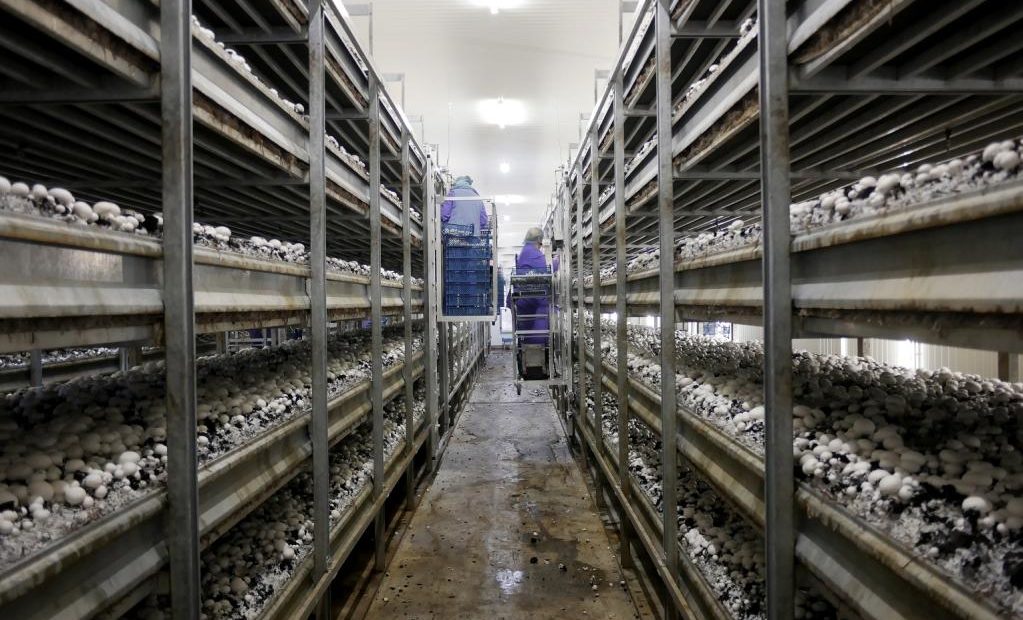 Produção de cogumelos em várias prateleiras