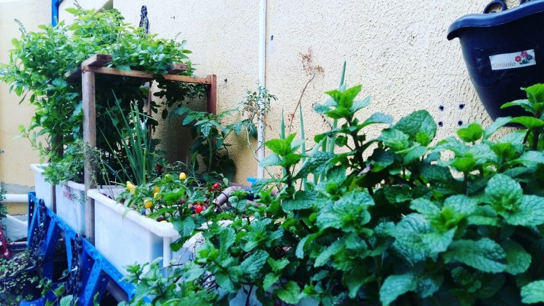 Plantas produzidas na aquaponia