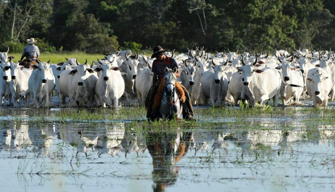 Pecuária no Brasil: mesmo com crise, setor permanece estratégico e fonte de bons negócios