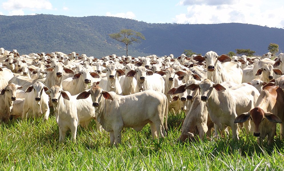 Várias cabeças de gado no pasto