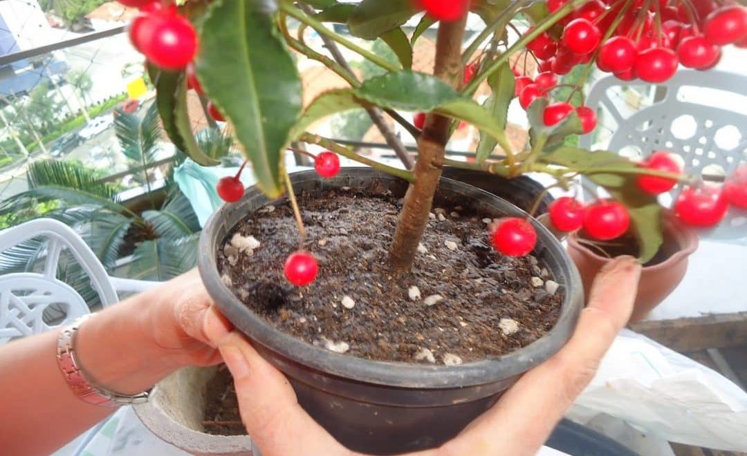 Mulher segurando vaso de acerola