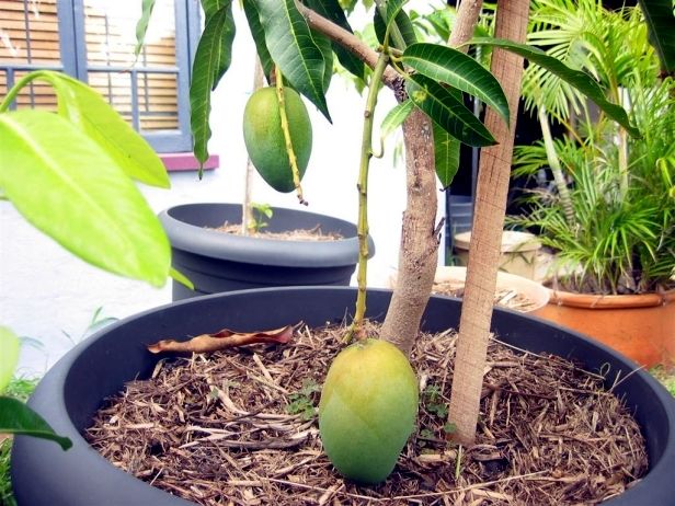 Mangueira plantada em vaso