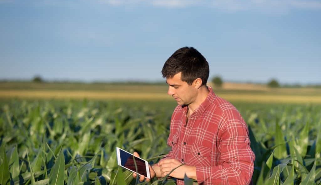 Agrônomo com ipad em meio a plantação de milho