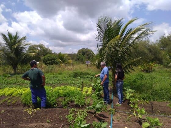 Agricultor usa energia solar em irrigação