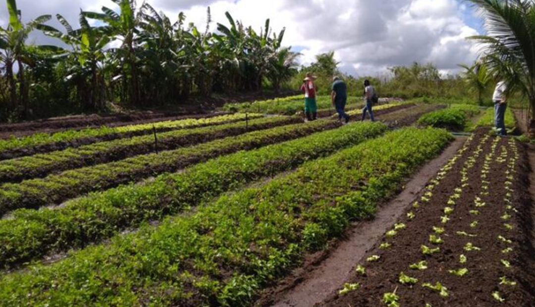 Agricultora usa energia solar em irrigação e reduz custos