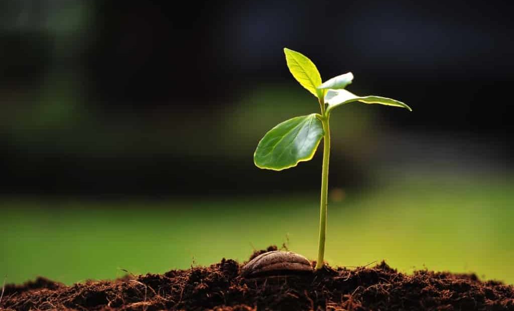 semente germinada em solo fértil