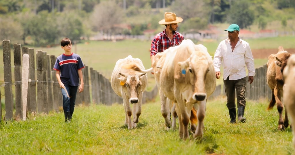 Família de agricultores tocando o gado