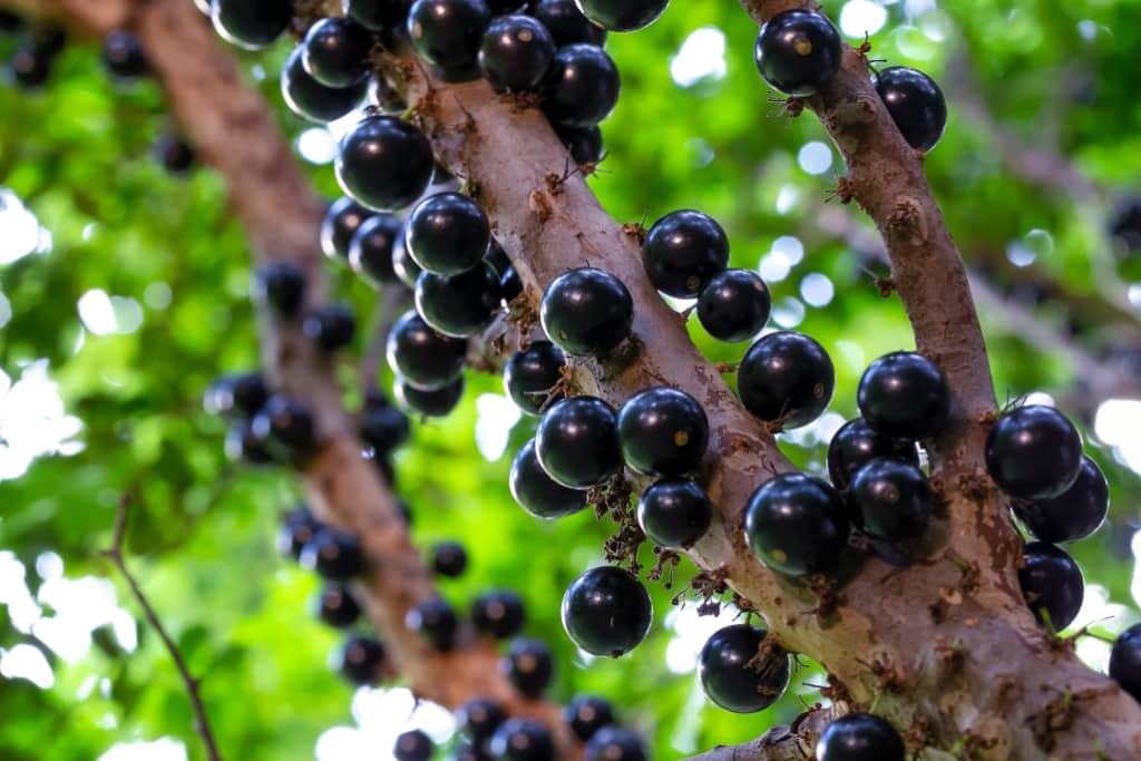 Cultura da Jabuticaba: as Dúvidas Mais Comuns sobre o Cultivo em Casa