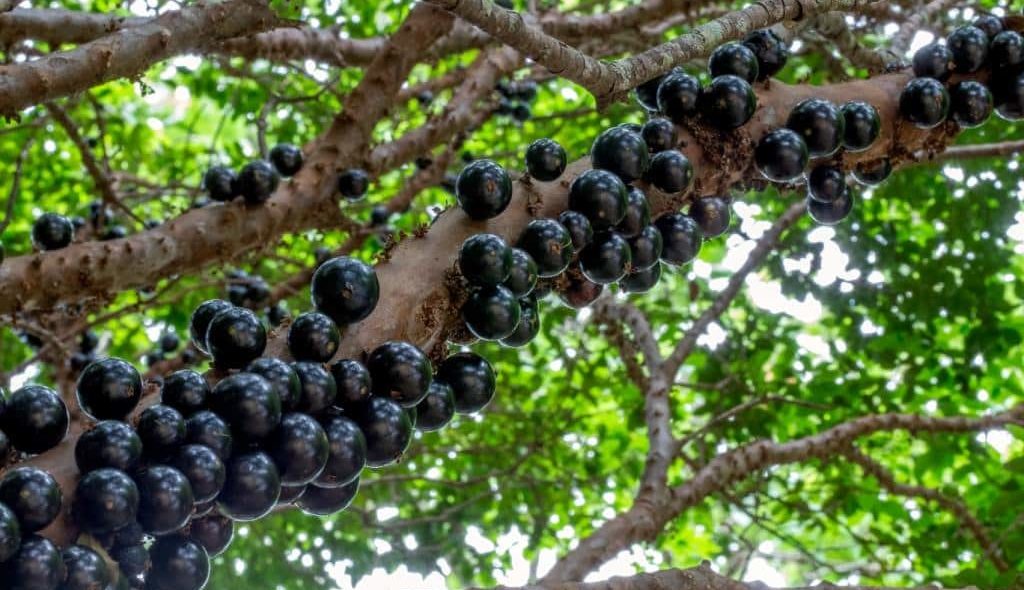 Galho de jabuticabeira carregada com jabuticabas grandes