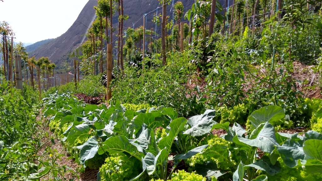 Sistema de aglofloresta com plantios alternativos