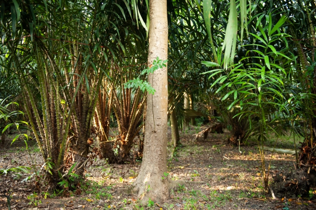 Agroflorestas e recuperação da terra