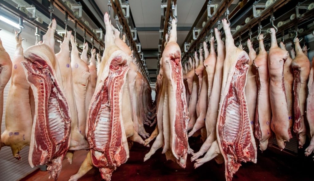 Carcaças suínas penduradas em frigoríficos
