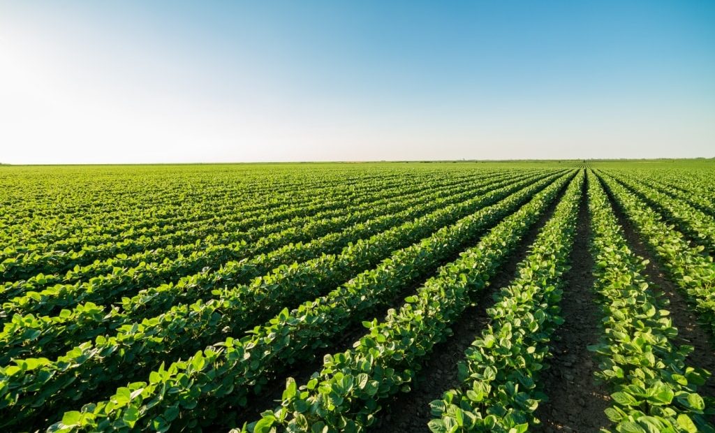 Fazenda com extensa área de soja plantada
