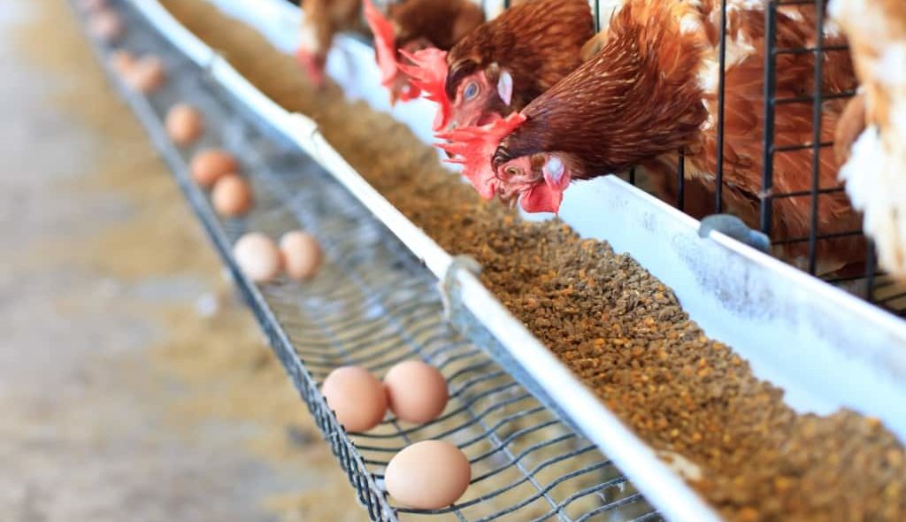 Galinhas poedeiras se alimentando de ração
