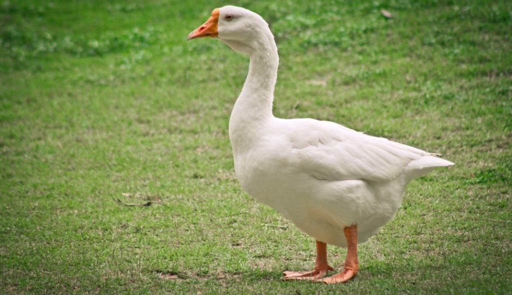 Ganso branco no campo