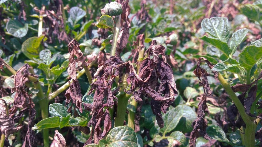 Efeitos da geada em plantação de batata