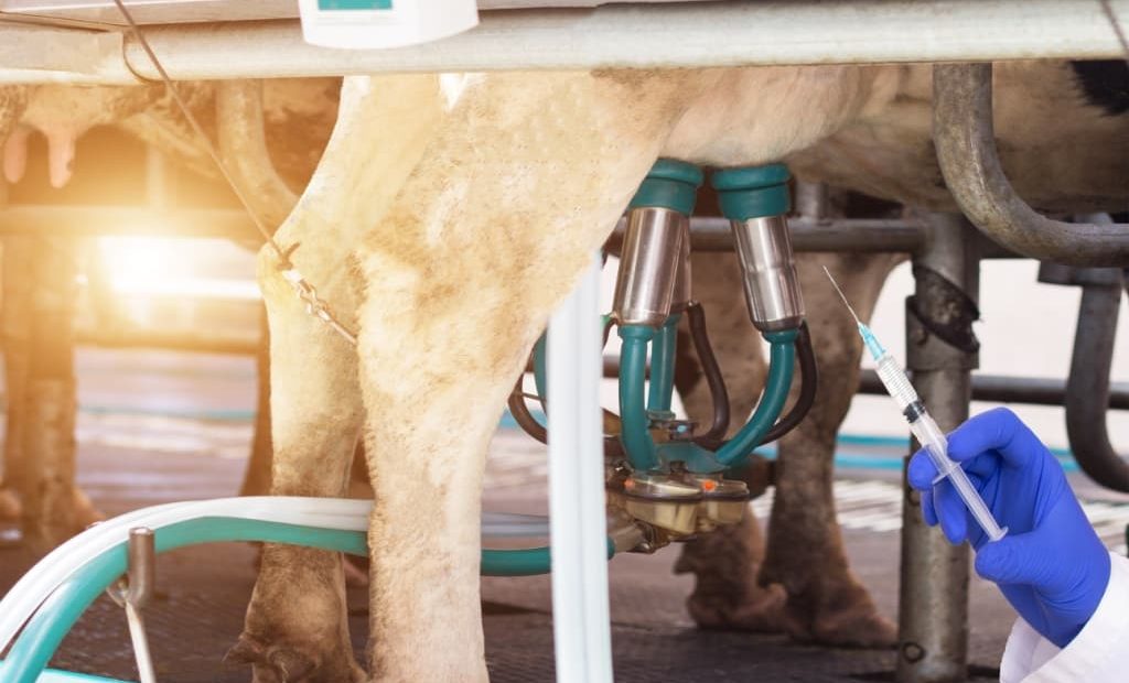 Quais são os tratamentos para mastite bovina