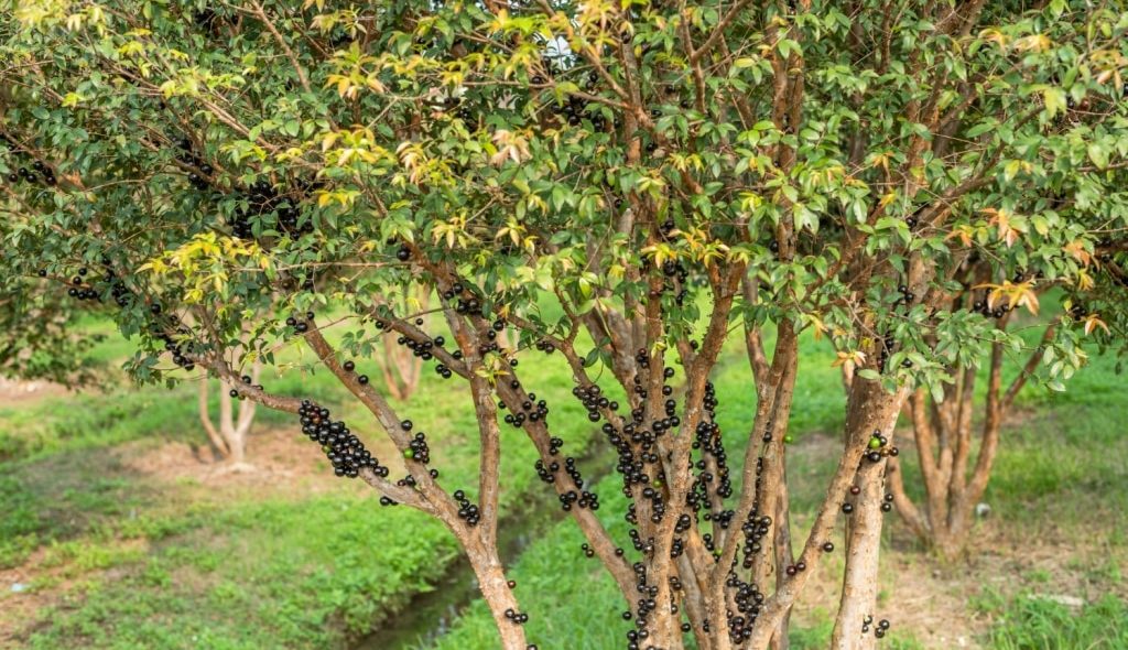 pé de jabuticaba produzindo fruta jabuticaba