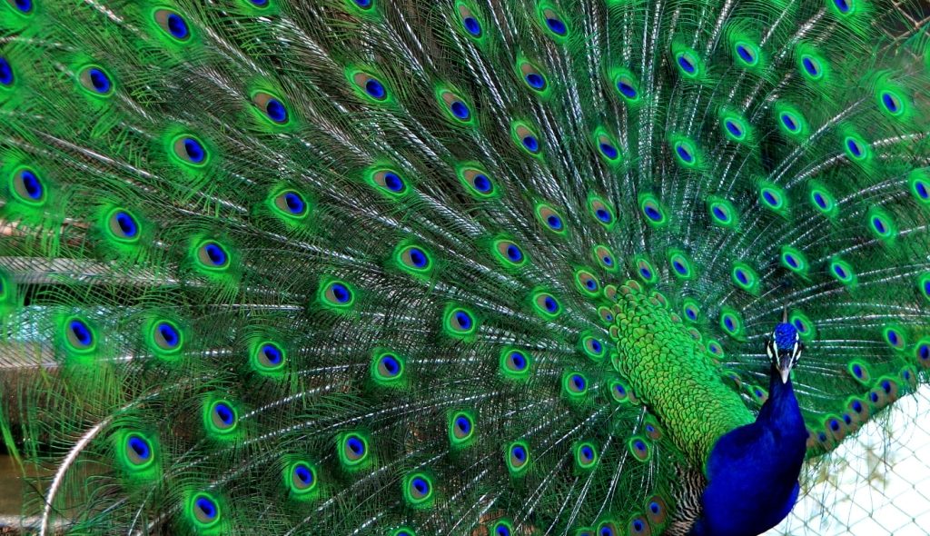 Pavão com a cauda aberta