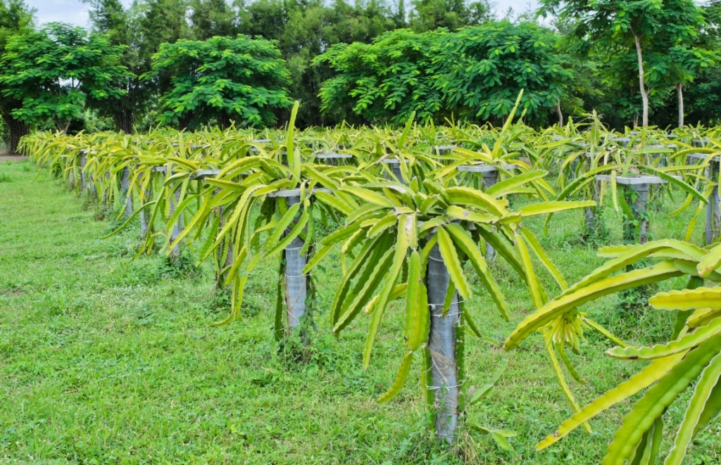 Plantação de pitaya em estacas de madeira