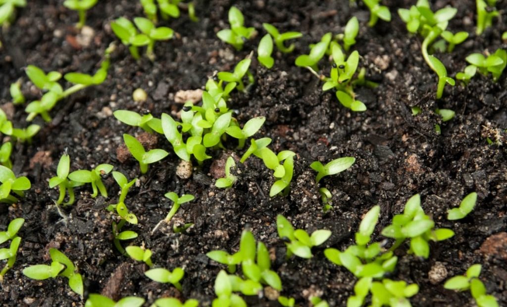 Pitaya germinando em plantio com esterco
