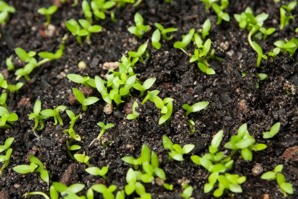 sementes de pitaya germinando
