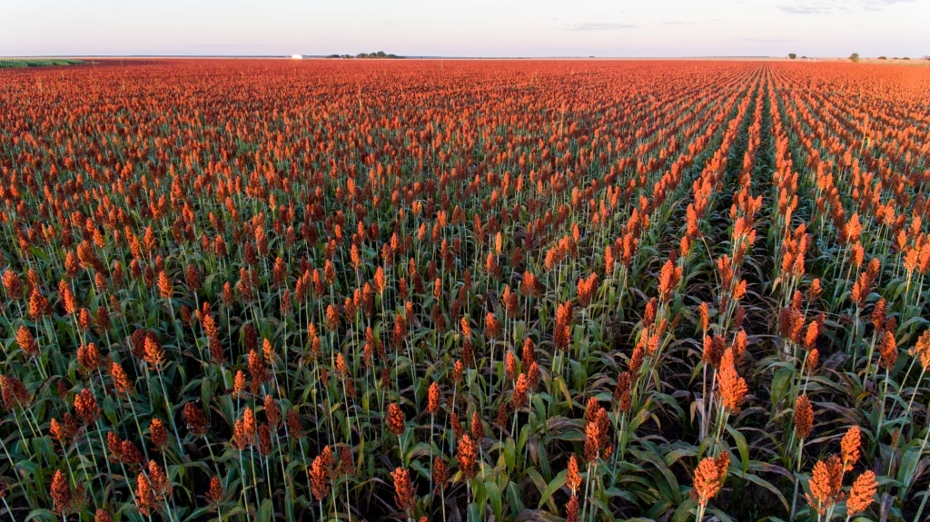 Linda plantação de sorgo granífero ao entardecer