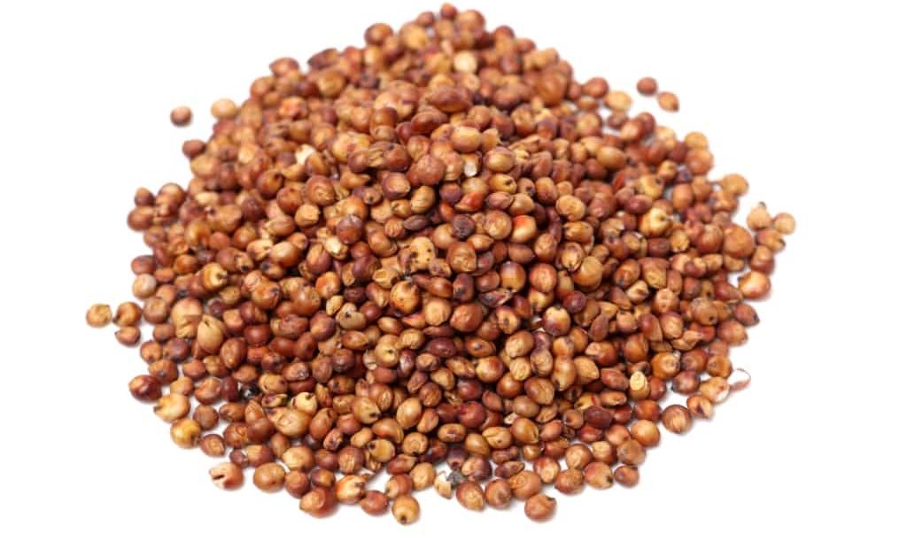 Punhado de sorgo em grãos