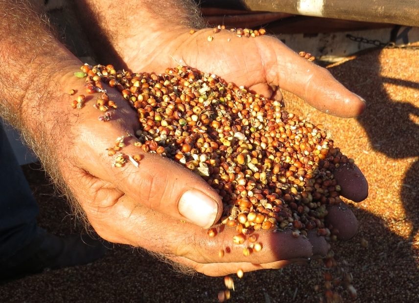 Sorgo granífero nas mãos de um homem