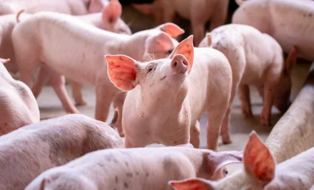 Em 2020 a tendência é que a suinocultura continue em alta