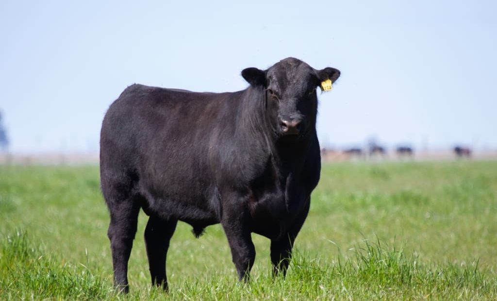 Gado angus: tudo o que você precisa saber