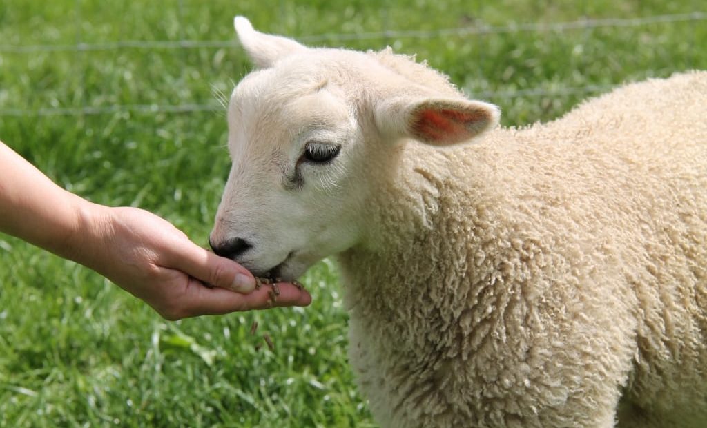 9 conselhos para alimentação de cordeiros