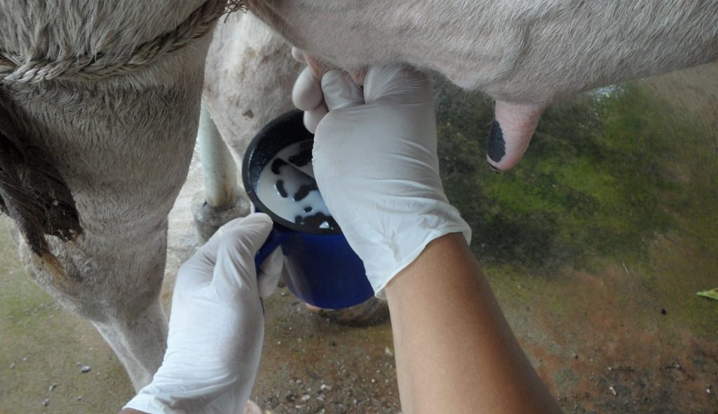 Exame de mastite com teste da caneca do fundo preto