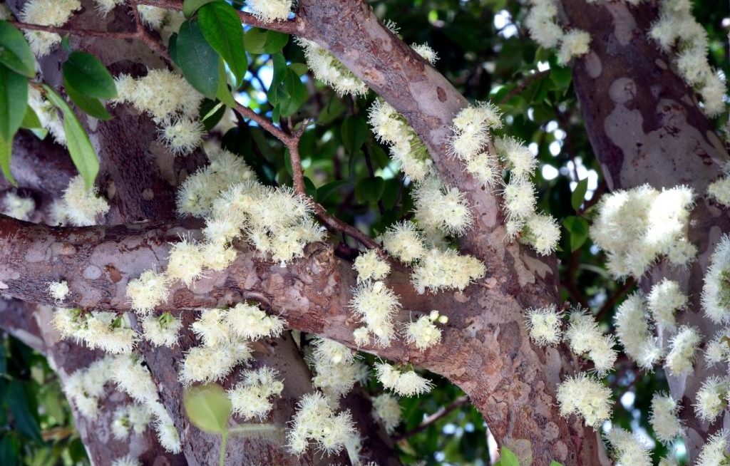 Florescimento da jabuticabeira