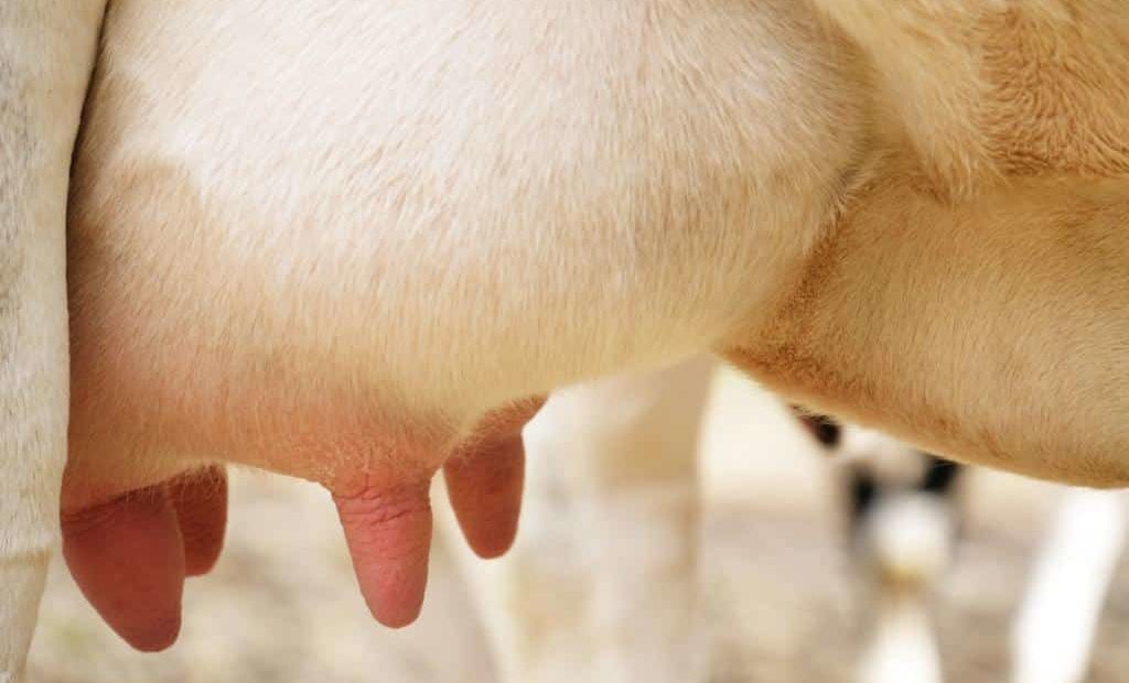 Mastite bovina: aprenda como identificar e prevenir a doença