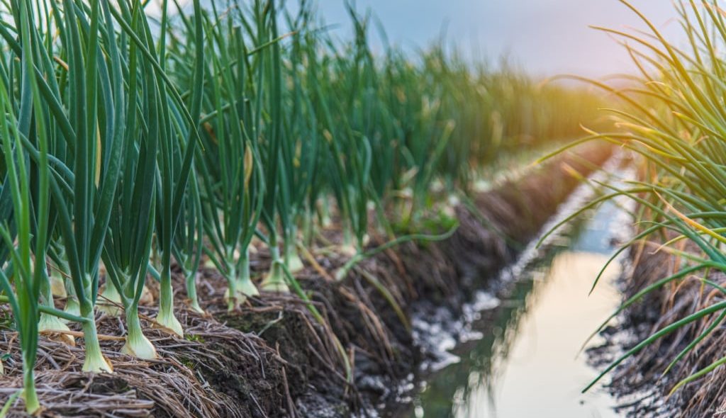Cebola plantada em canteiros